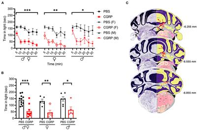 CGRP Administration Into the Cerebellum Evokes Light Aversion, Tactile Hypersensitivity, and Nociceptive Squint in Mice